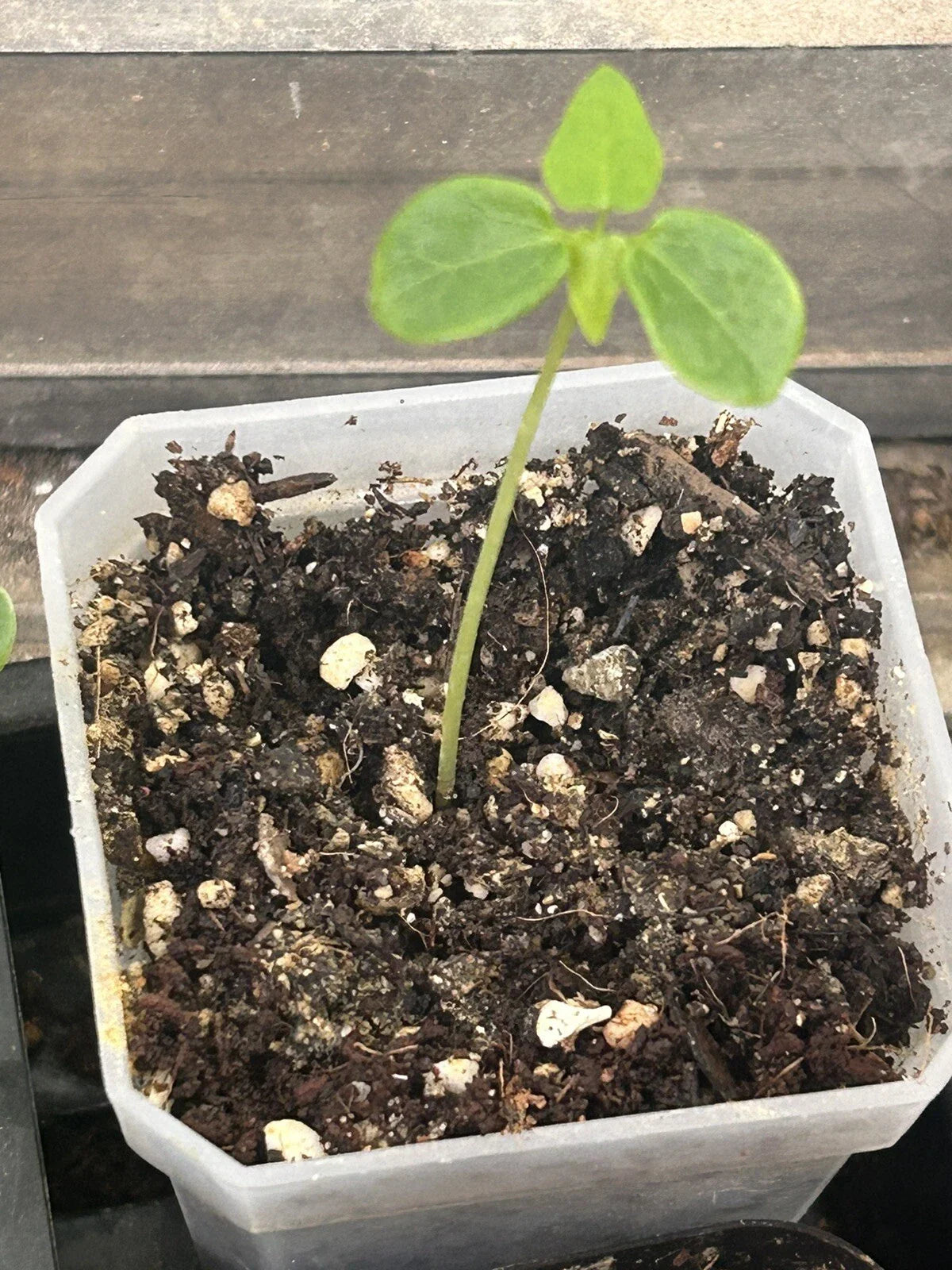 Papaya Seedling in 3" Pot - Tropical Fruit Plant - Carica papaya - Healthy Live Plant for Home Garden, Indoor or Outdoor