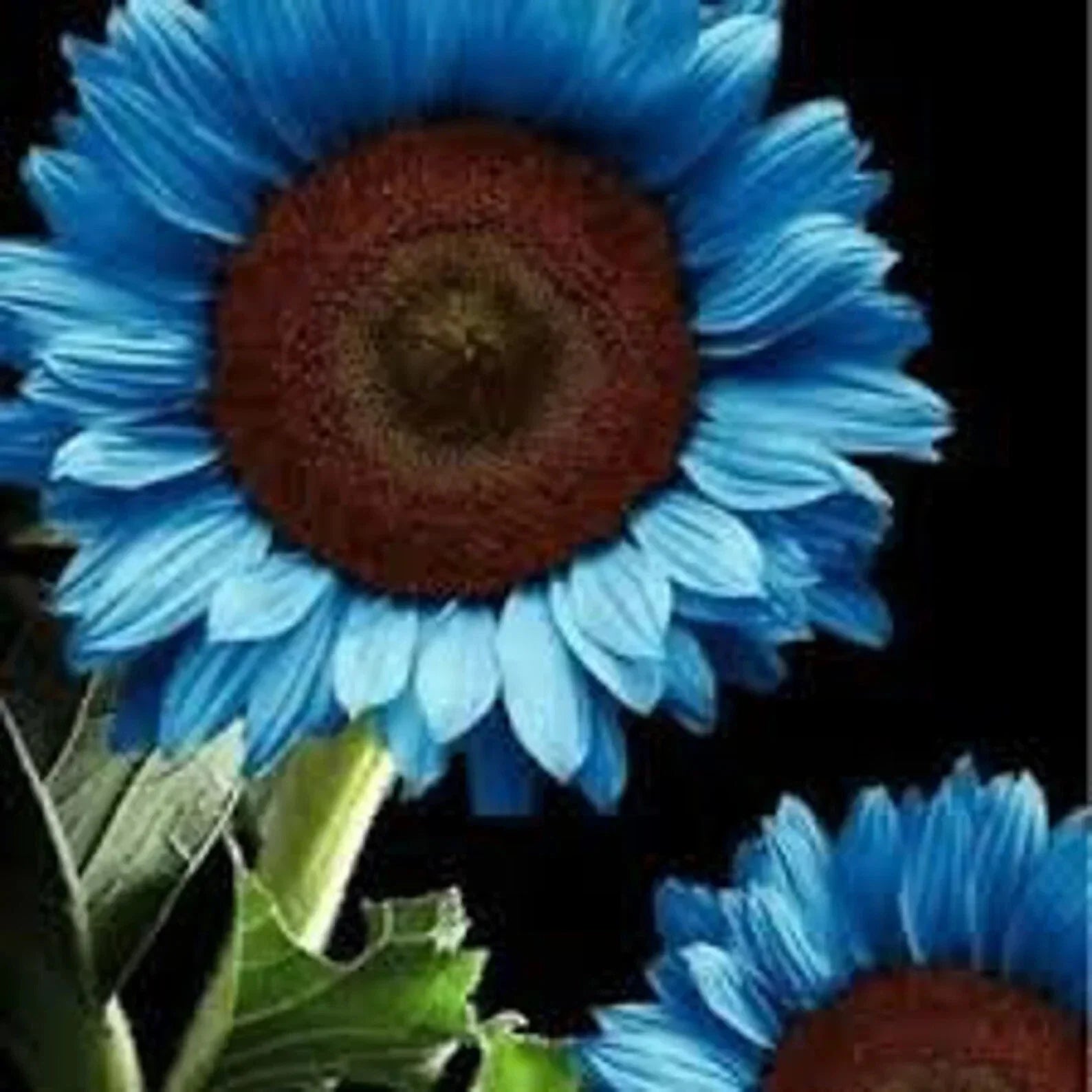 Midnight Oil Blue Sunflower Seeds - 50PCs Pack for Garden Planting - Helianthus annuus