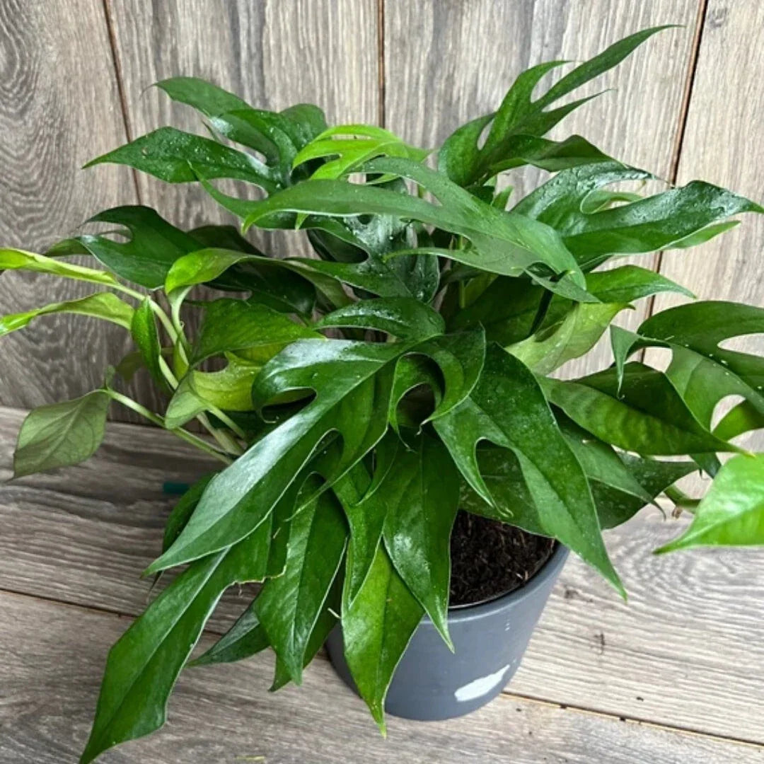 Pothos Baltic Blue Plug - Live Well-Rooted Epipremnum - Rare Aroid Starter Plant