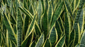 Sansevieria Dracaena Snake Plant - Large Air Purifying Mother-in-Law's Tongue - Indoor Plant for Home Décor