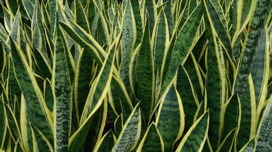 Sansevieria Dracaena Snake Plant - Large Air Purifying Mother-in-Law's Tongue - Indoor Plant for Home Décor