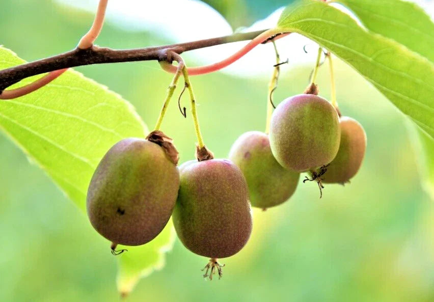 Hardy Polar Arctic Kiwi Cuttings - 6 Seedless Cuttings - Actinidia Arguta