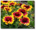 Arizona Sun Blanket Flower Seeds, 100 Count, Bright Large Blooms, Gaillardia pulchella