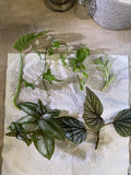 Mystery House Plant Cuttings 6 Pothos Assortment - Indoor Plants for Home Decor - Epipremnum aureum