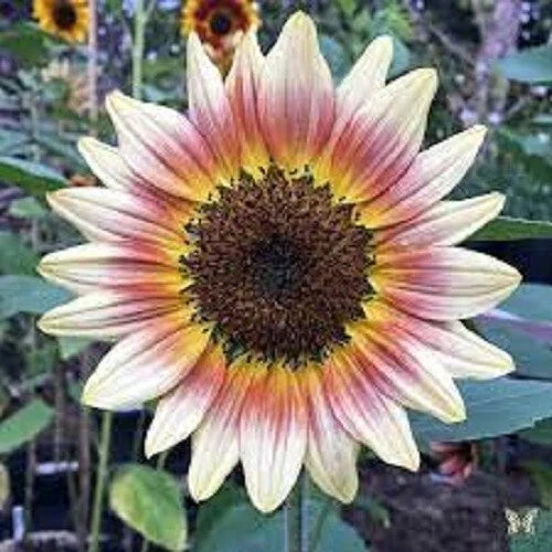 Gypsy Charmer Sunflower Seeds - 25 Pack - Perennial Yellow Flowers - Helianthus annuus