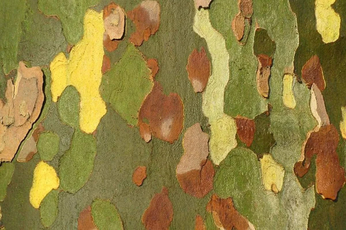 London Plane Tree Seeds - 50 Count - Platanus acerifolia - Exotic Color Bark for Planting