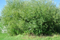 Live Basket Willow Cuttings - 4 Pack - Salix Viminalis - Easy to Grow for Landscaping and Garden Projects