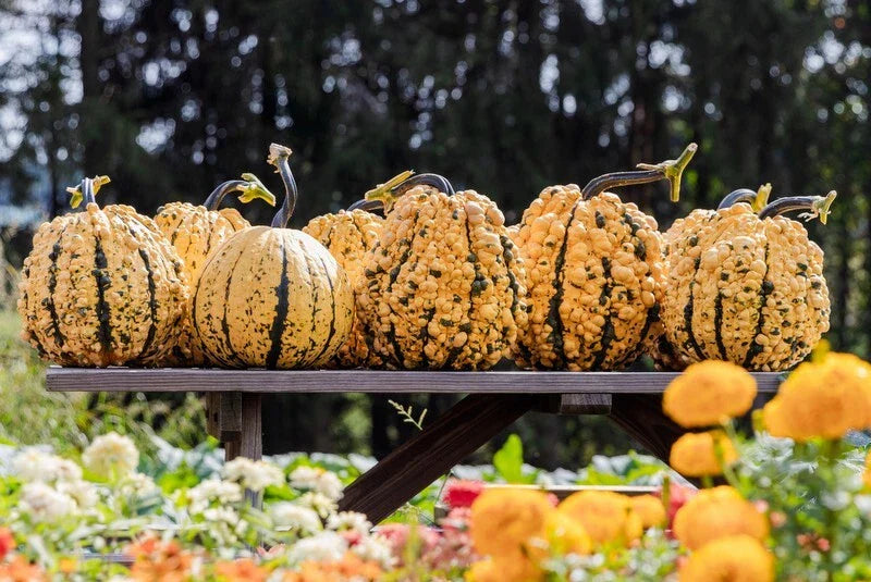 Organic Kettle Corn Pumpkin Seeds - 10 Pack - Non-GMO USA Seeds - Ideal for Home Gardening and Planting