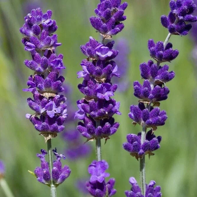 Lavender Vera Seeds | 100 Count | Non-GMO Perennial | True English Fragrant | Perfect for Garden Planting