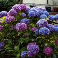 Penny Mac Hydrangea Live Plant 6+ Inch Bare Root Hydrangea macrophylla Reblooming Shade Hardy Zones 5-9