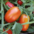 Roma Tomato Seeds Set of 40+ Seeds - Solanum lycopersicum - Ideal for Canning and Spaghetti Sauce