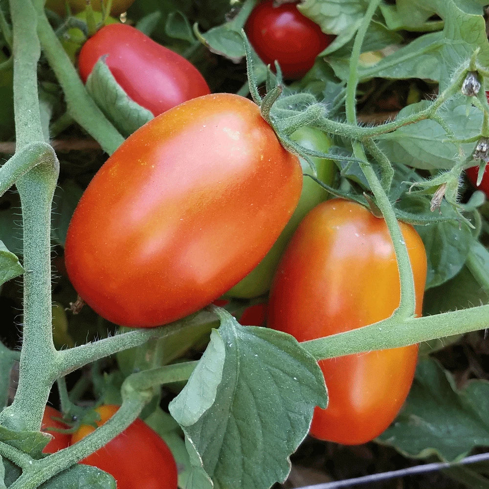 Roma Tomato Seeds Set of 40+ Seeds - Solanum lycopersicum - Ideal for Canning and Spaghetti Sauce