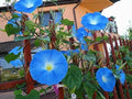 Blue Morning Glory Climbing Vine Seeds - 100 Pack - Ipomoea purpurea - Fast-Growing, Colorful Garden Vines