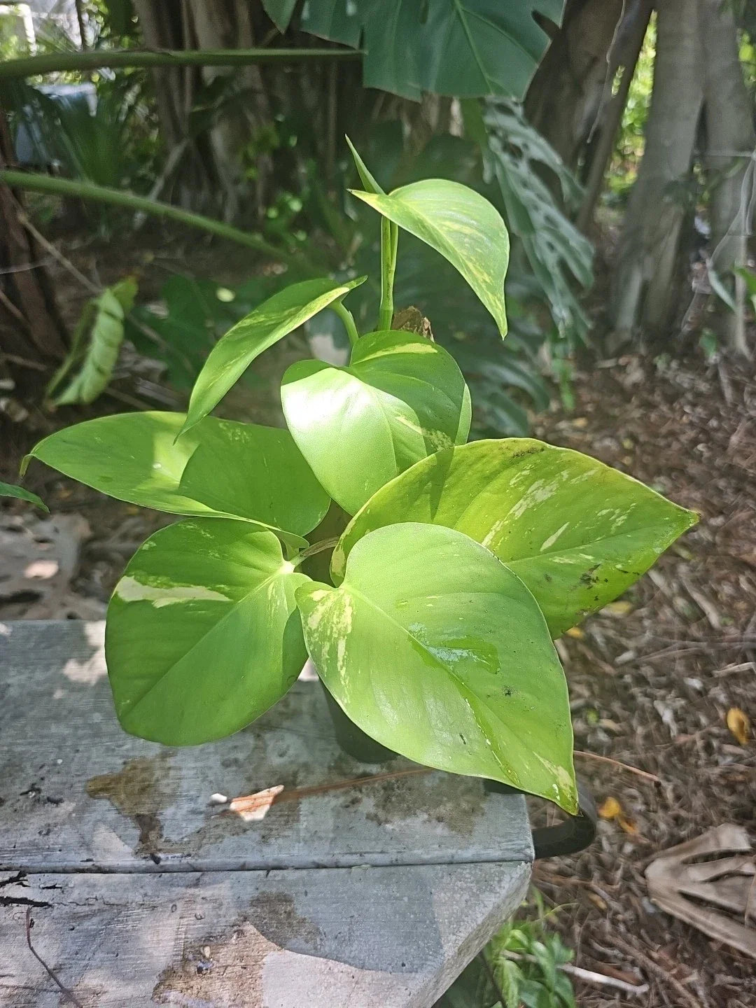 Giant Variegated Golden Pothos Plant 3" Pot, Climbing Hawaiian Style, Epipremnum aureum, Not Monstera