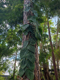 Monstera Dubia Unrooted Cutting 1 Node Fresh Plant, Indoor Tropical Houseplant, US Seller