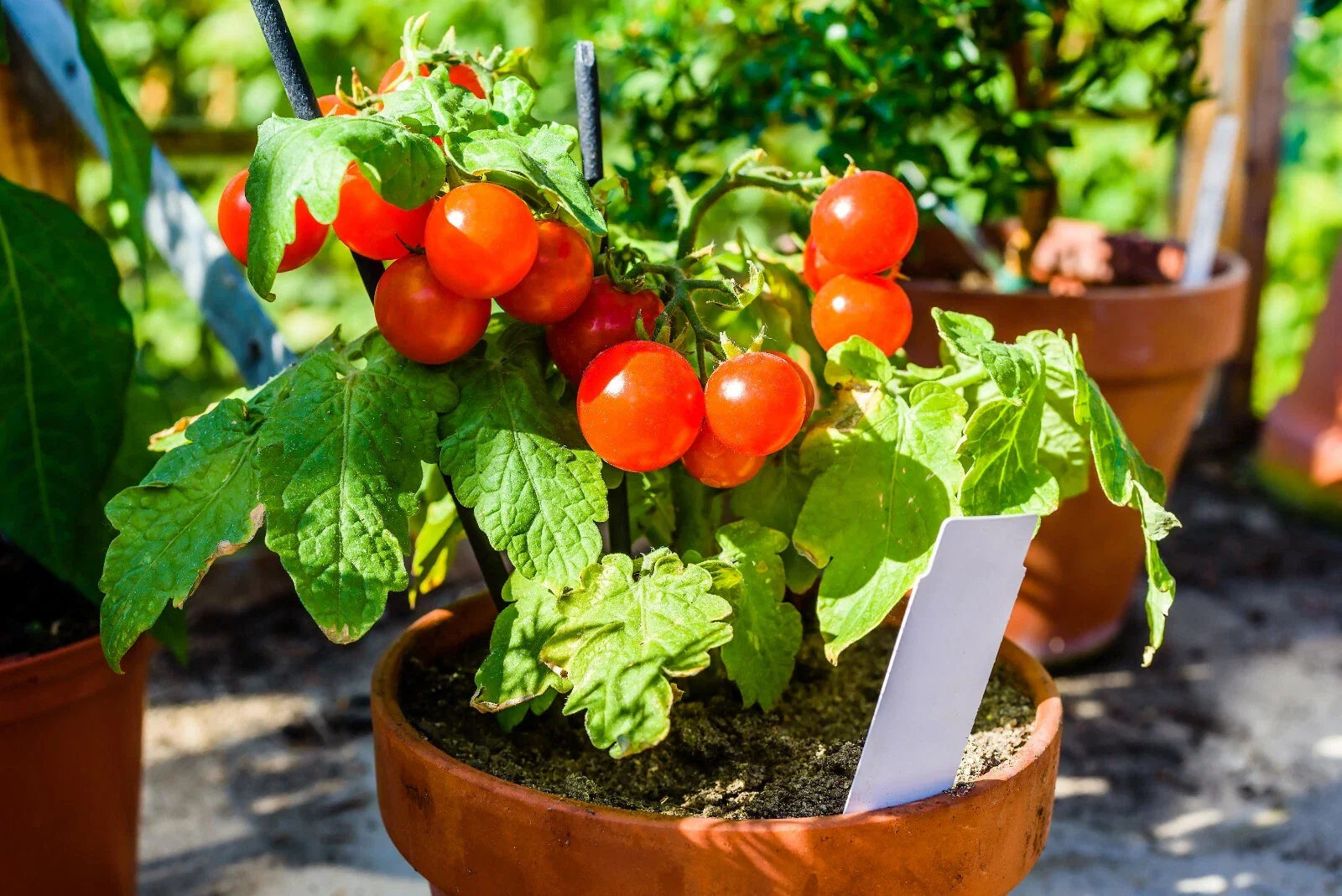 Fastest Tomato Seeds - 42 Day Variety - +25 Seeds - Perfect for Quick Harvests - Ideal for Gardeners