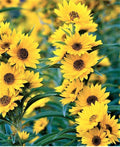 Maximilian Sunflower Seeds - 100+ Non-GMO Seeds for Planting - Helianthus maximiliani