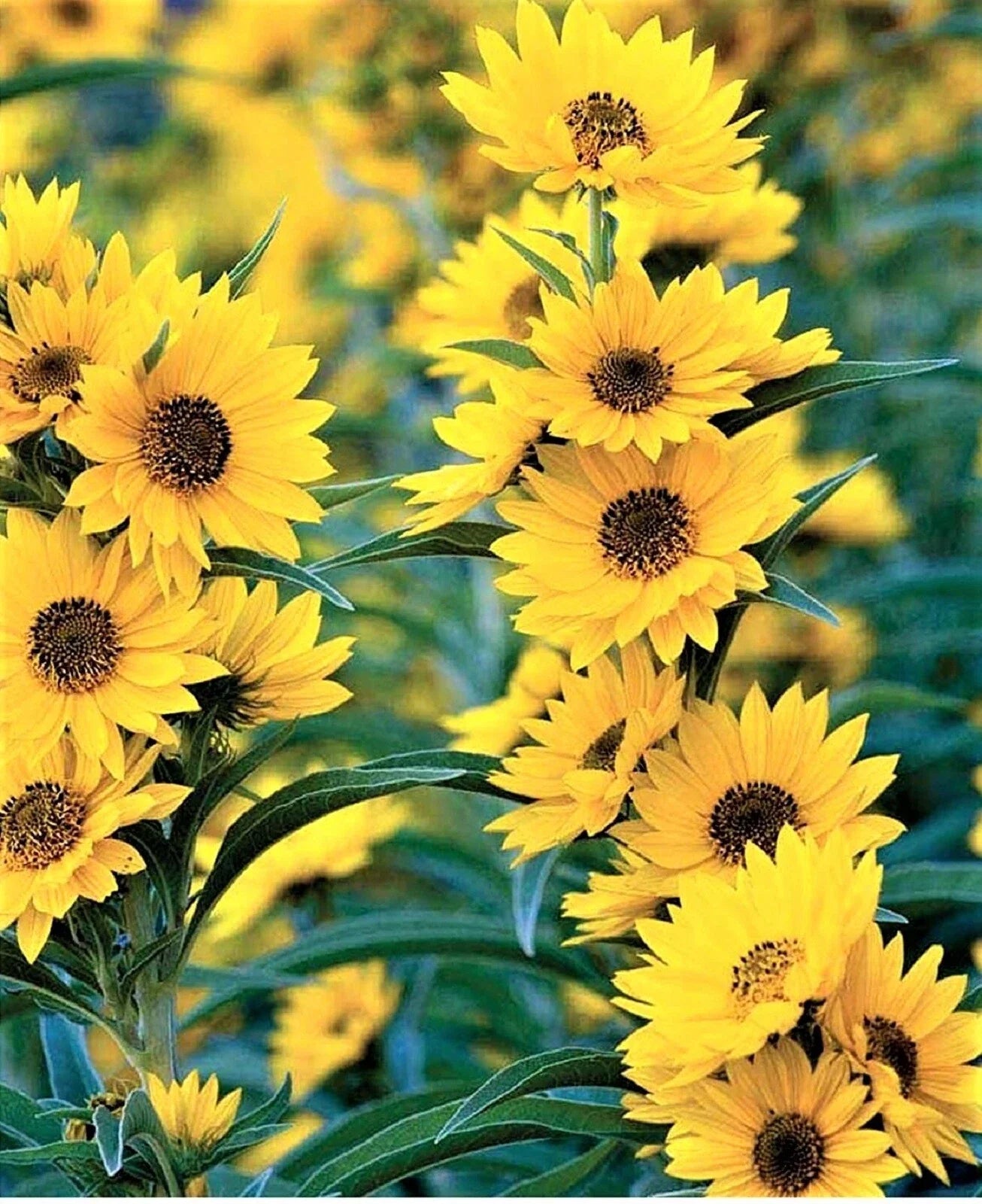 Maximilian Sunflower Seeds - 100+ Non-GMO Seeds for Planting - Helianthus maximiliani