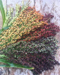 Hungarian Black Seeded Broom Corn Seeds, 50 Seeds, Organic Heirloom Sorghum
