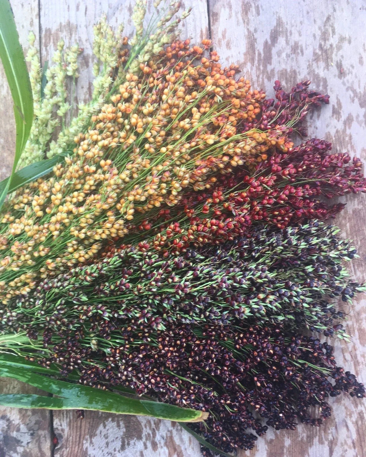 Hungarian Black Seeded Broom Corn Seeds, 50 Seeds, Organic Heirloom Sorghum