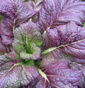 Osaka Purple Mustard Seeds 300+ Count, Asian Culinary Vegetable, Brassica juncea, Ideal for Garden Planting