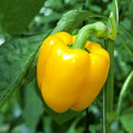 Sweet Canary Yellow Bell Pepper Seeds - 30+ Non-GMO Vegetable Seeds for Planting - Capsicum annuum