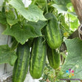 H-19 Little Leaf Cucumber Seeds - 25+ Pack - Organic Garden Seeds - Cucumis sativus - USA
