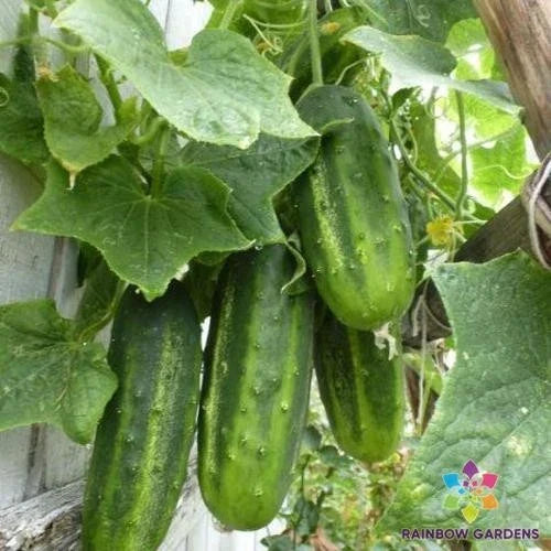H-19 Little Leaf Cucumber Seeds - 25+ Pack - Organic Garden Seeds - Cucumis sativus - USA