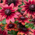 Cherry Brandy Rudbeckia Seeds - 200+ Count - Black-Eyed Susan - Rudbeckia hirta - Garden Planting