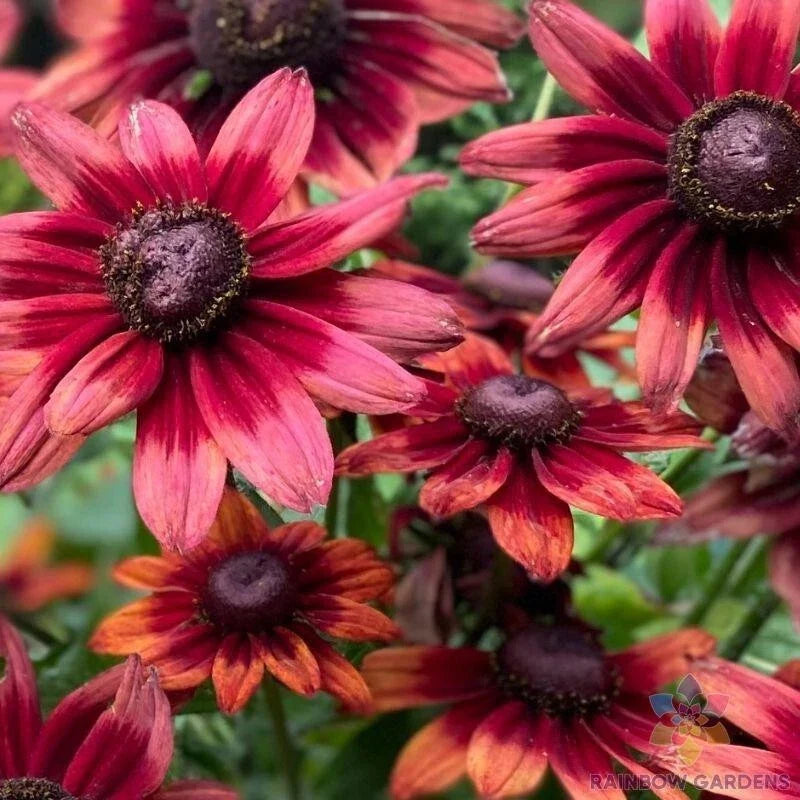 Cherry Brandy Rudbeckia Seeds - 200+ Count - Black-Eyed Susan - Rudbeckia hirta - Garden Planting