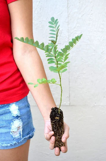 Black Locust Tree Seedling - 3 to 7 Inches - Robinia pseudoacacia - Hardy Deciduous Tree for Landscaping