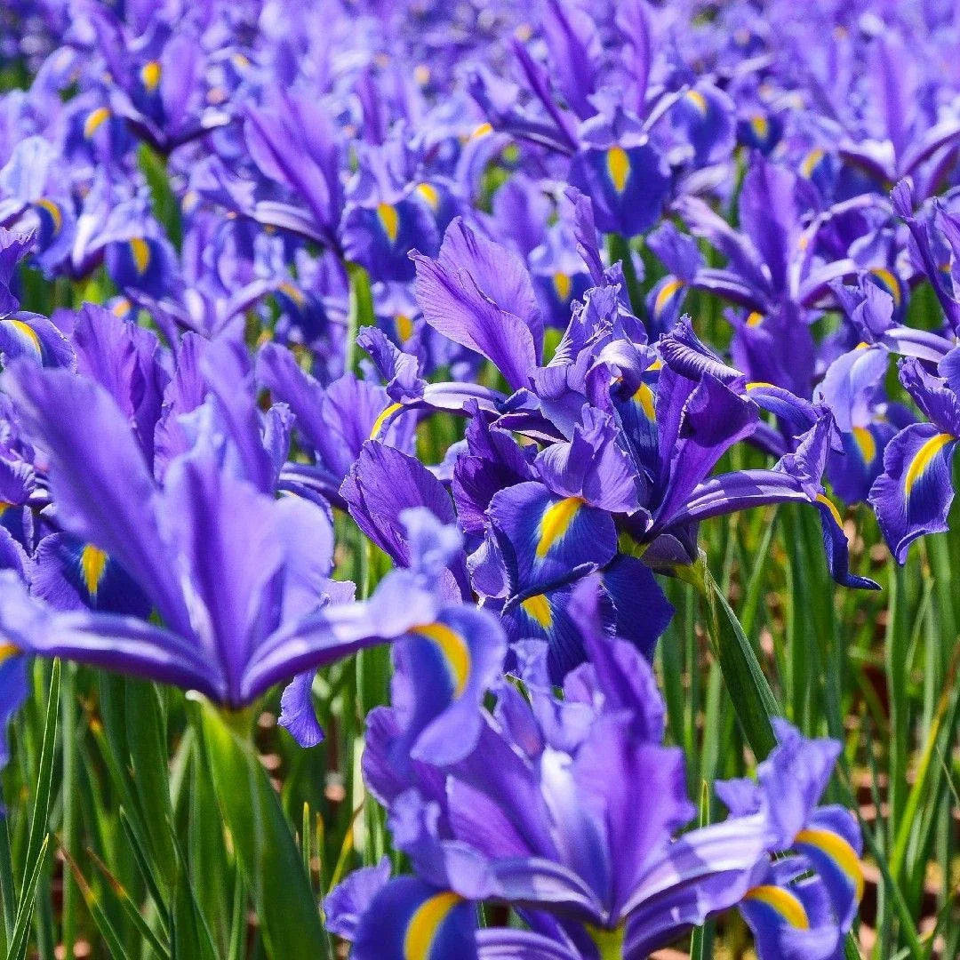 Dutch Iris Plants 3-Pack - Live, Rooted, Ready to Plant - Iris × hollandica - Elegant European Blooms