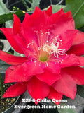 Epiphyllum Orchid Cactus “Chiba Queen” in 4” Starter Pot | Rooted Houseplant | Tropical Succulent
