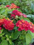 Lantana Plants Plugs 4" Hot Blooded Red Live Annuals (Lantana camara) - Heat Tolerant, Attracts Butterflies & Hummingbirds
