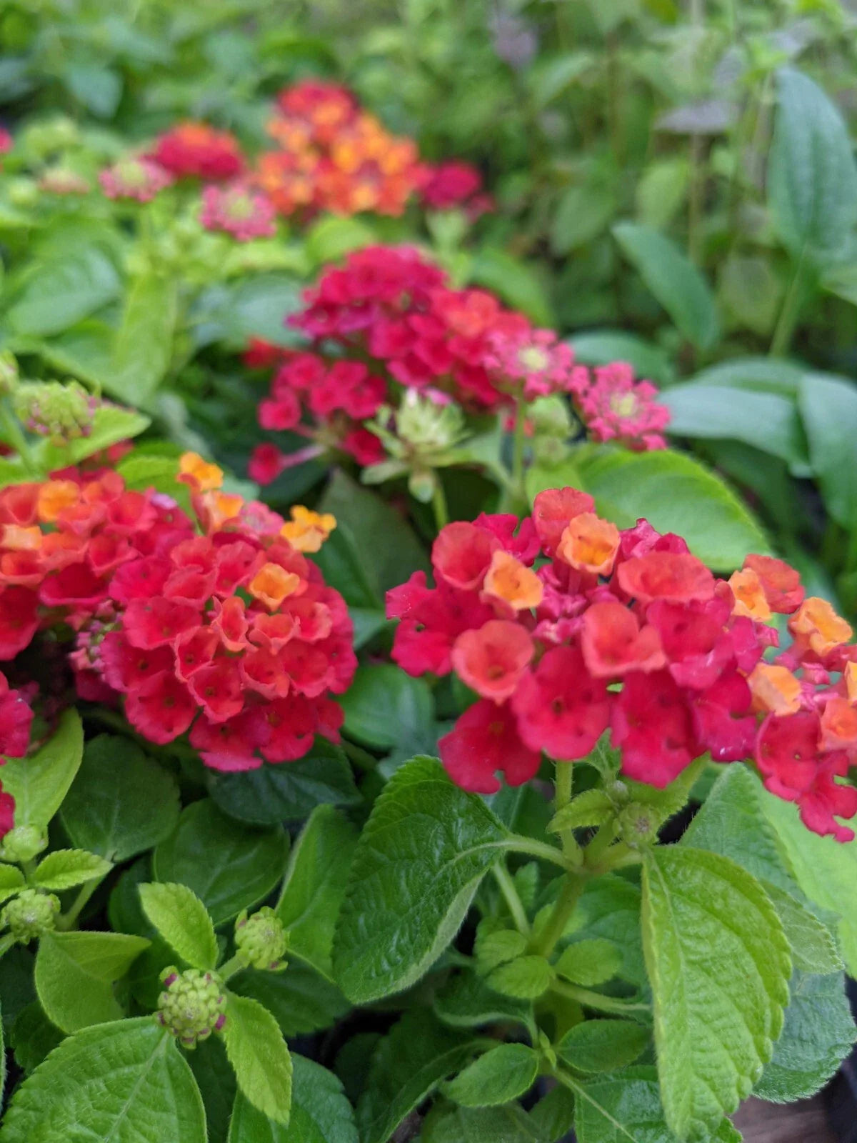 Lantana Plants Plugs 4" Hot Blooded Red Live Annuals (Lantana camara) - Heat Tolerant, Attracts Butterflies & Hummingbirds