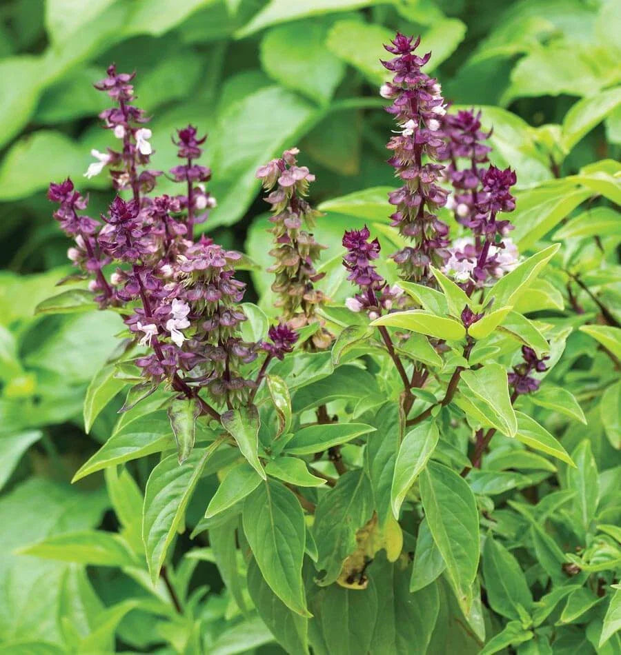 Licorice Basil Seeds 200+ Count, Persian Herb, Ocimum Basilicum, Non-GMO, USA, Free Shipping