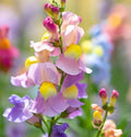 Snapdragon Seeds - 300 Count Northern Lights Mix - Perennial Flowers - Antirrhinum majus