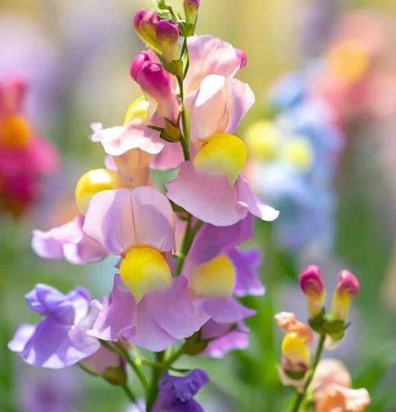 Snapdragon Seeds - 300 Count Northern Lights Mix - Perennial Flowers - Antirrhinum majus
