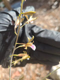 Eulophia Graminea Mini Orchid - Blooming Size Chinese Crown Ground Plant