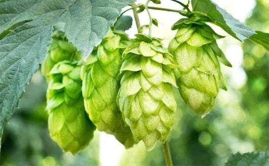 Hops Vine Seeds, 10 Seeds, Japanese Hops, Perennial Vine, Humulus lupulus