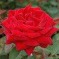 Kashmir Rose Plant Cuttings - 4 Live Flower Cuttings - Hot Red Blooms - Rosa spp.