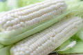 White Corn Seeds for Planting - 50+ Seeds - Zea mays - High Yield Varieties