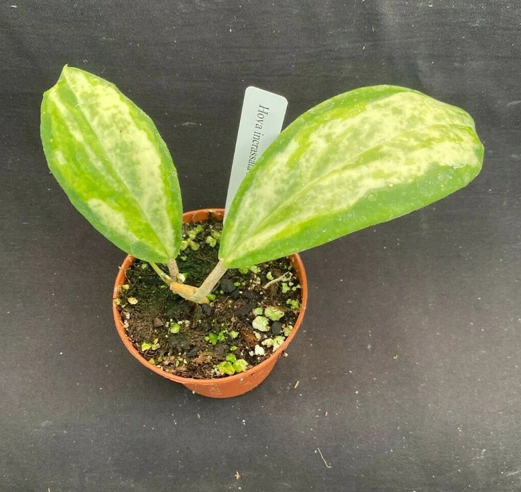 Hoya incrassata 'Moon Shadow' Rooted Plant 2.5" Pot