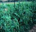 Lincoln Pea Seeds - High Yielding - 100 Count Packet - Pisum sativum