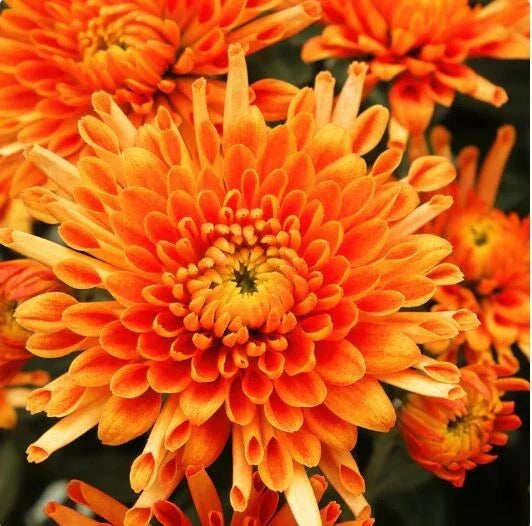 Citrus Glow Mum Seeds - 200 Chrysanthemum Flower Seeds - Bright Orange and Yellow Blooms - Perfect for Gardens