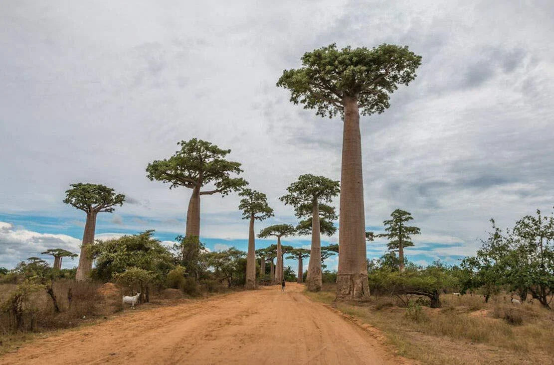 Capricata Baobab Tree Seeds - Adansonia Digitata - Rare Tropical Seeds for Growing Your Own Baobab Tree