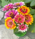 Zinnia Seeds - 100+ Mixed Carrousel Variety for Garden Planting - USA - Free Shipping!