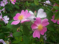 20 Seeds - Wild Pink Prairie Rose - Rosa arkansana GroCo - Buy 15 Ships Free