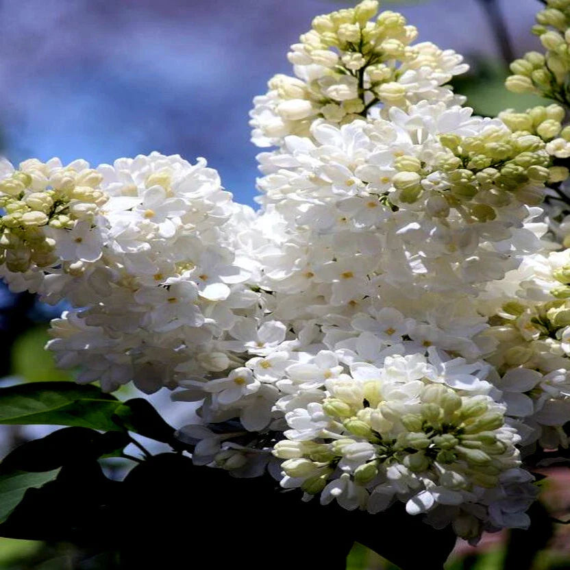 Japanese White Lilac Tree Seeds - Cold Hardy Flower Plant for Butterflies & Hummingbirds - Syringa reticulata