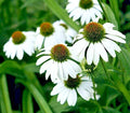 Echinacea Seeds, 100 Count, Snow White Coneflower, Large Daisy-Like Flowers, USA Seller